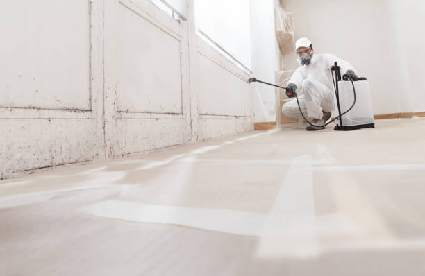 Black mold remediation team in Cold Spring Harbor